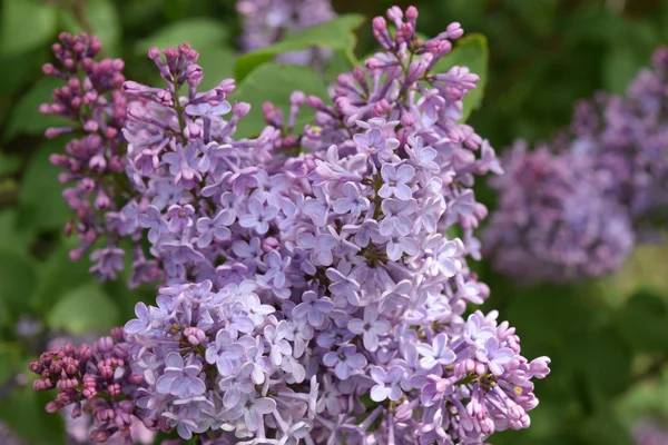 Lilacblommorna Vårblomning Träd — Stockfoto