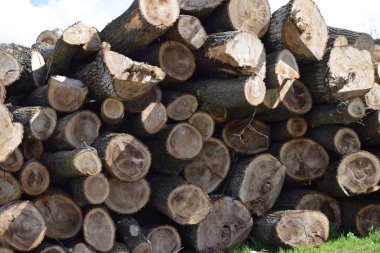 Günlükleri bir yığın kereste fabrikası önünde yığılı. Ahşap endüstri için hammadde.