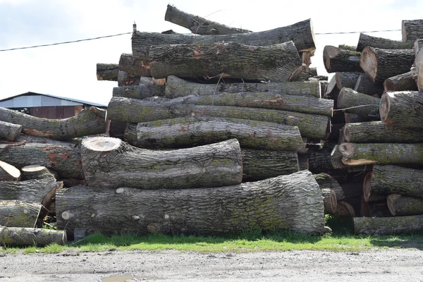 Logs are piled in a heap in front of the sawmill. Raw materials for the wood industry.