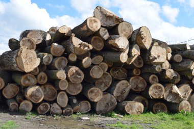 Günlükleri bir yığın kereste fabrikası önünde yığılı. Ahşap endüstri için hammadde.