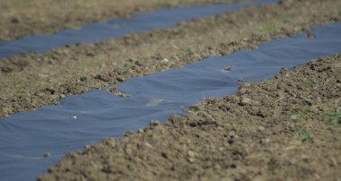 Yatağa karpuz ve karpuz serpiştirilmiş. Bahçedeki tarlalar.