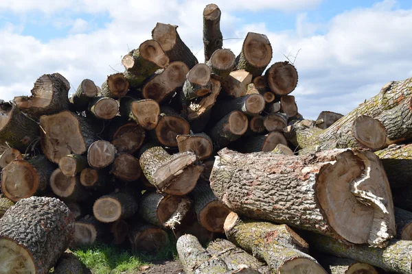 Log Ditumpuk Tumpukan Depan Sawmill Bahan Baku Untuk Industri Kayu — Stok Foto