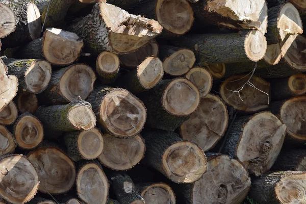 Деревья Складываются Кучу Перед Лесопилкой Сырье Деревообрабатывающей Промышленности — стоковое фото