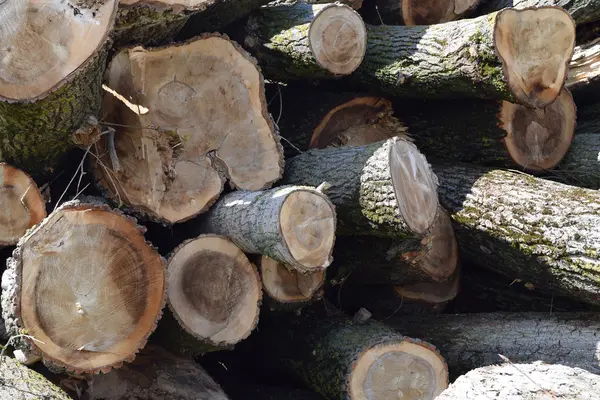 Деревья Складываются Кучу Перед Лесопилкой Сырье Деревообрабатывающей Промышленности — стоковое фото