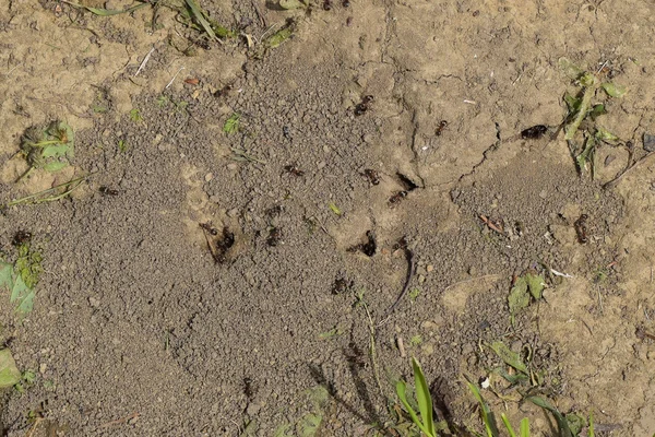 Log Earthen Nest Ants Spring Movement Ants — Stock Photo, Image