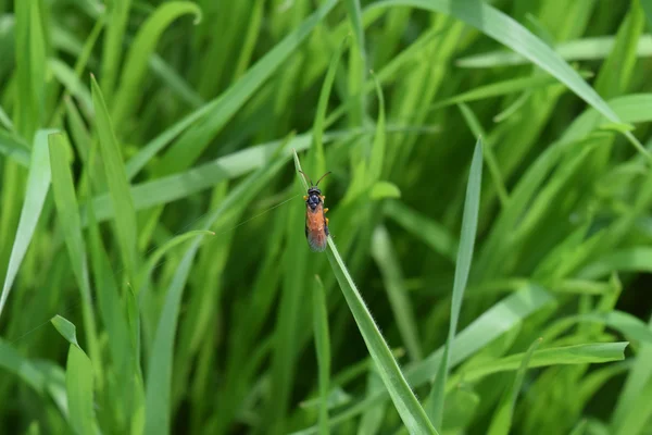 Hymenoptera Blade Grass Autumn Variety Insects — Stock Photo, Image