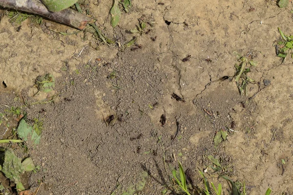 Συνδεθείτε Στο Χωμάτινο Φωλιά Των Μυρμηγκιών Άνοιξη Κίνηση Των Μυρμηγκιών — Φωτογραφία Αρχείου