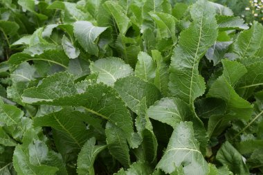 Horseradish bırakır. Horseradish arka bahçede büyüyen.