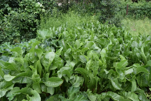 Horseradish Bırakır Horseradish Arka Bahçede Büyüyen — Stok fotoğraf