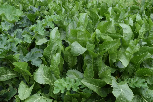 Bladeren Mierikswortel Groeiende Mierikswortel Achtertuin Tuin — Stockfoto