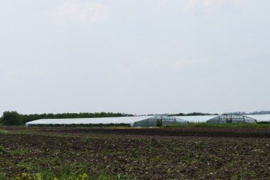 Seralarda domates yetiştirmek için. Alan seralarda.