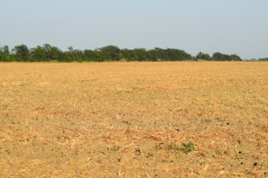 Toprak saman sürülmüş. Tarım ekimi yöntemleri.