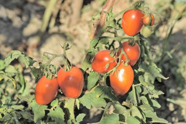 Bahçede domates. Bahçe arazi büyüyen domates.