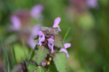 Lamium purpureum bahçede çiçek açıyor. İlaç bitkileri.