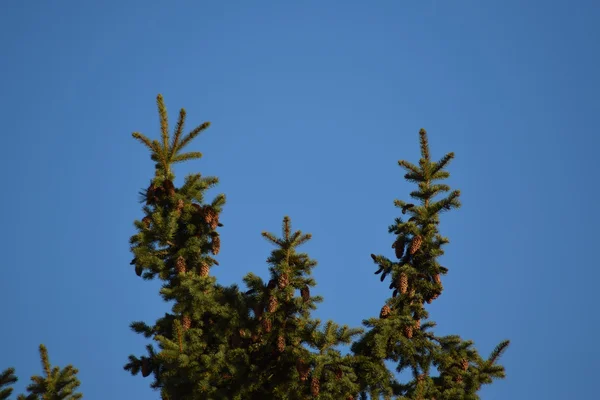 Las Copas Los Árboles Contra Cielo Azul Agujas Árboles Verdes —  Fotos de Stock