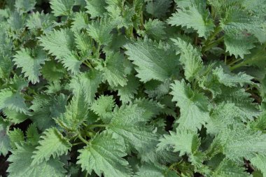 Genç bir bahçede ısırgan. Bahar otlar uyanış.