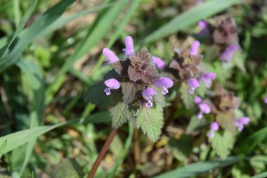 Lamium purpureum bahçede çiçek açıyor. İlaç bitkileri.