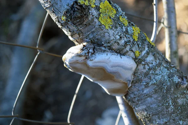 Tinder Fungus Branch Infection Tree Fungus — Stock Photo, Image