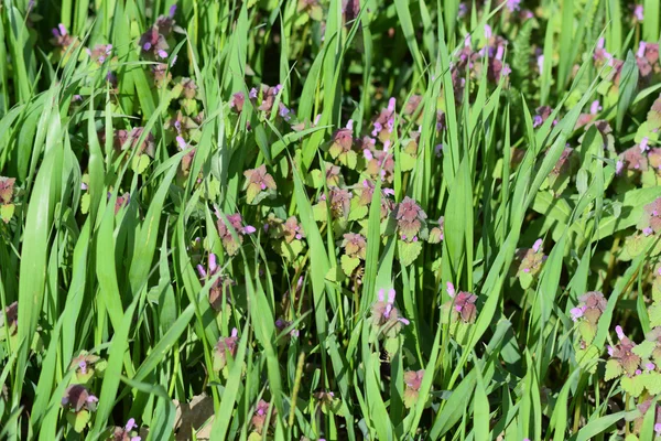 Lamium purpureum blooming in the garden. Medicinal plants.