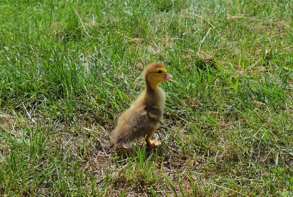 Canetons Canard Musqué Canetons Trois Jours Marchent Sur Une Pelouse — Photo