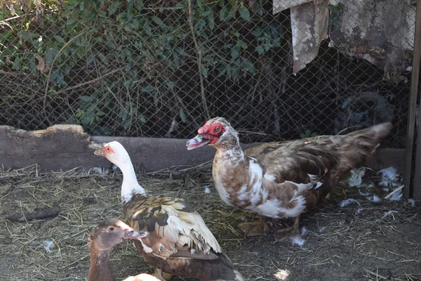 Musky Duck Maintenance Musky Ducks Household — Stock Photo, Image