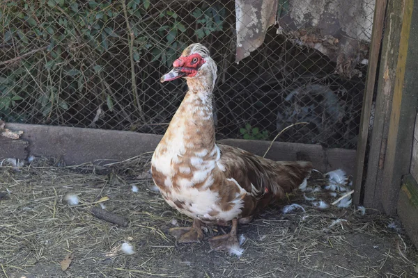 Pato Almiscarado Manutenção Patos Almiscarados Uma Casa — Fotografia de Stock