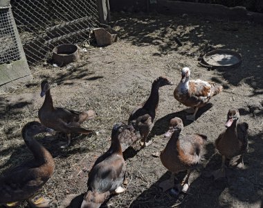 Misk ördeği. Misk ördekleri bir evde bakım.