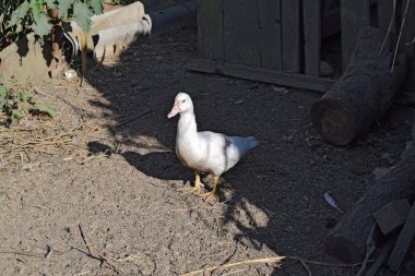 Misk ördeği. Misk ördekleri bir evde bakım.