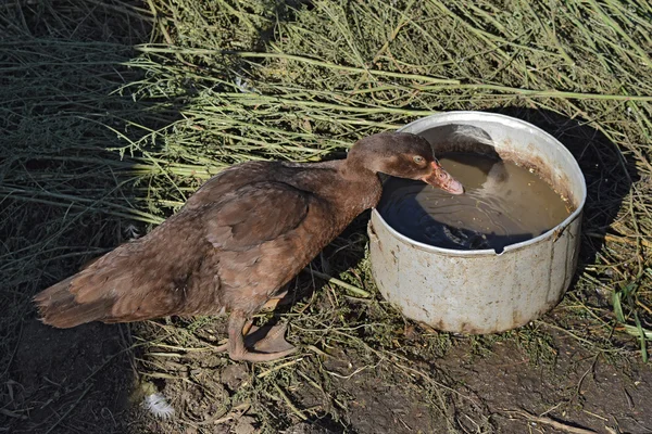 Musky Duck Maintenance Musky Ducks Household — Stock Photo, Image