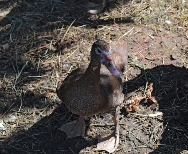 Musky Duck Maintenance Musky Ducks Household — Stock Photo, Image