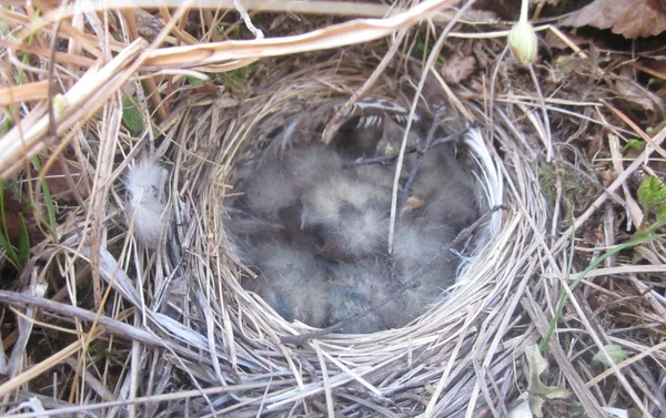 Nest of a bird in the tundra. Northern birds breed for short summer.