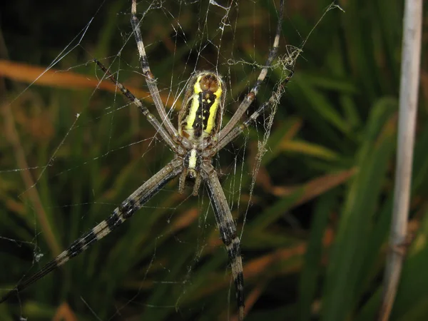 Argiopa Αράχνη Στον Ιστό Αραχνοειδές Έντομο Αρπακτικό — Φωτογραφία Αρχείου