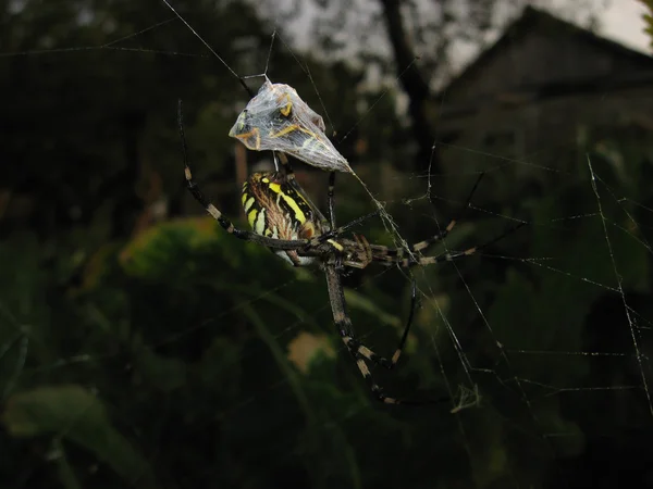 Argiopa Павук Інтернеті Павукоподібних Хижак — стокове фото