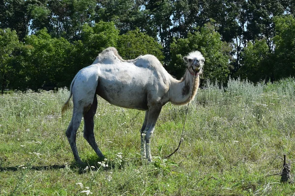 Camel op een weiland — Stockfoto
