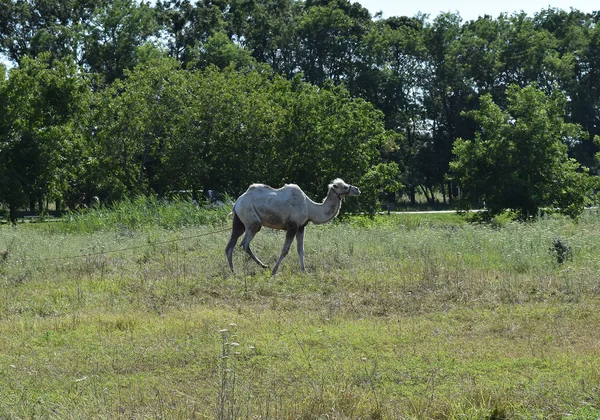 Camel Een Weiland Dieren Particuliere Boerderij — Stockfoto