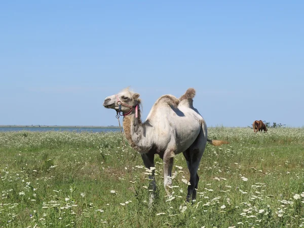 Kamel på en betesmark — Stockfoto