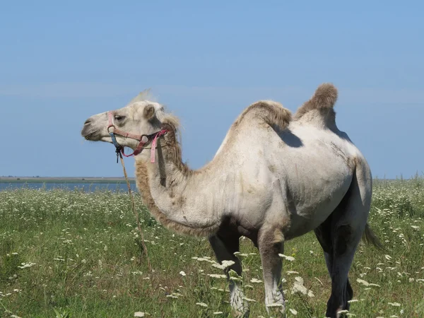 Kamel på en betesmark — Stockfoto