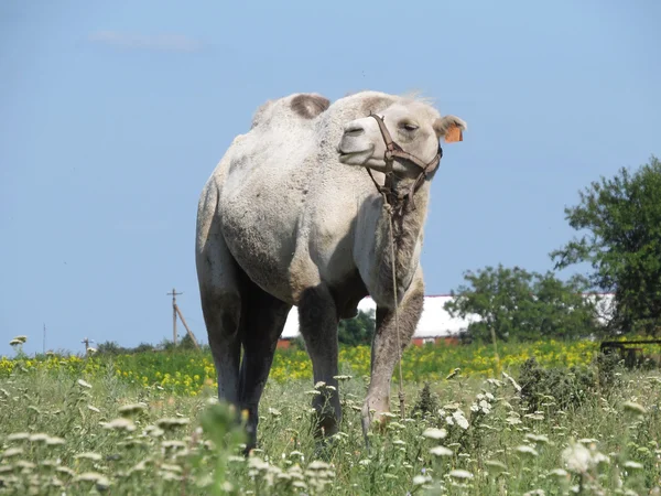 Camel on a pasture — Stock Photo, Image