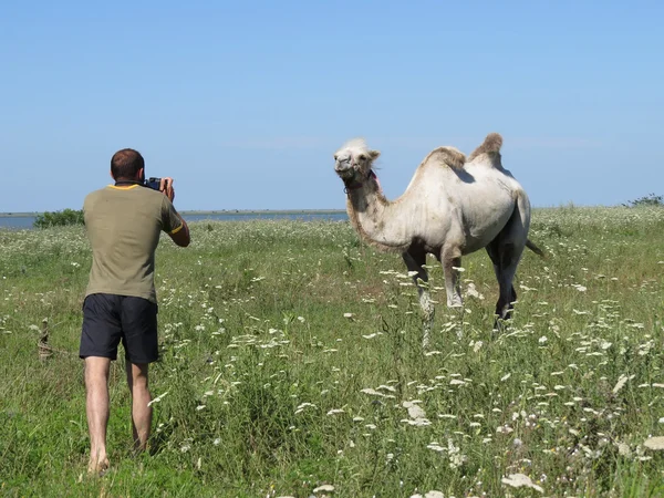 Uomo che fotografa un cammello . — Foto Stock