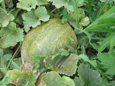 Alanında büyüyen kavun. Kavun kültürler tarımı.                     