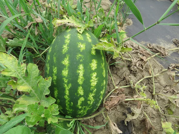 Crescente Melancia Campo Cultivo Culturas Melão — Fotografia de Stock