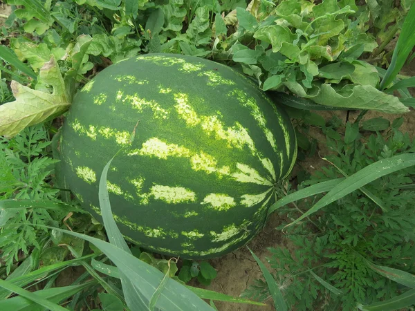 A mező növekvő görögdinnye — Stock Fotó