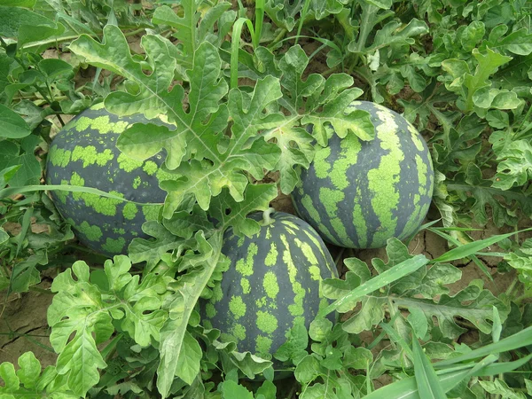 The growing water-melon in the field