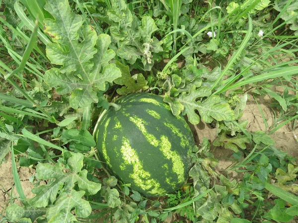 Crescente Anguria Nel Campo Coltivazione Colture Melone — Foto Stock