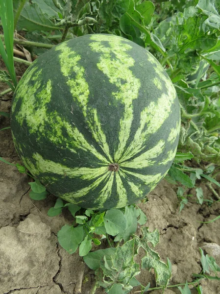 Crescente Anguria Nel Campo Coltivazione Colture Melone — Foto Stock