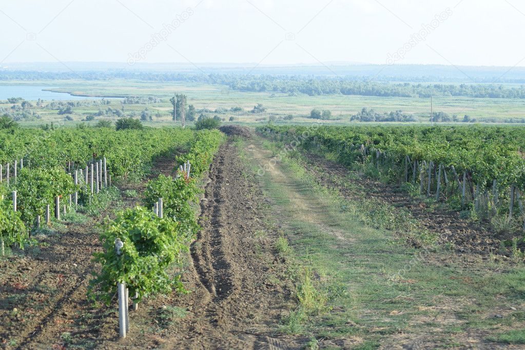 The grape gardens. Cultivation of wine grapes at the Sea of Azov.