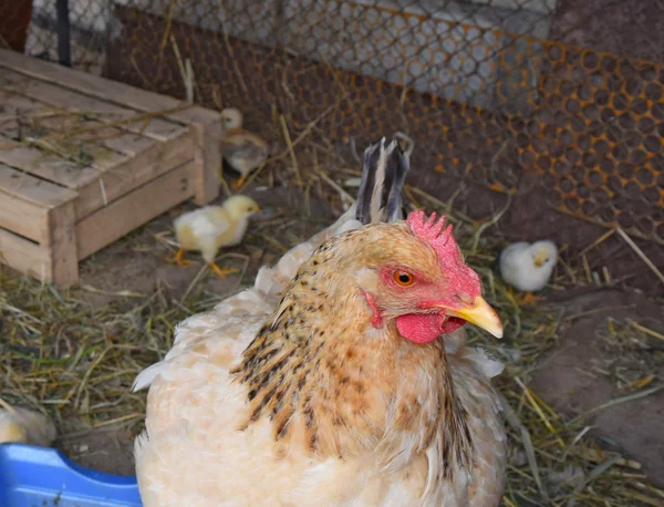 Chicken Mother Chickens Poultry Individual Hen House — Stock Photo, Image