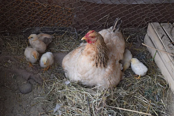 鶏と鶏の母 の鶏小屋の家禽 — ストック写真