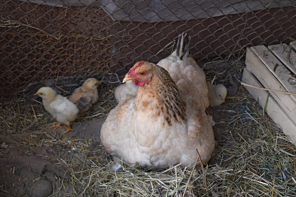 鶏と鶏の母 の鶏小屋の家禽 — ストック写真