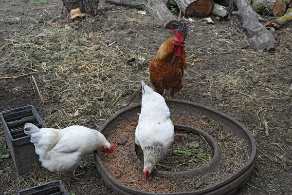 鶏小屋の庭に鶏 鶏肉の栽培 — ストック写真